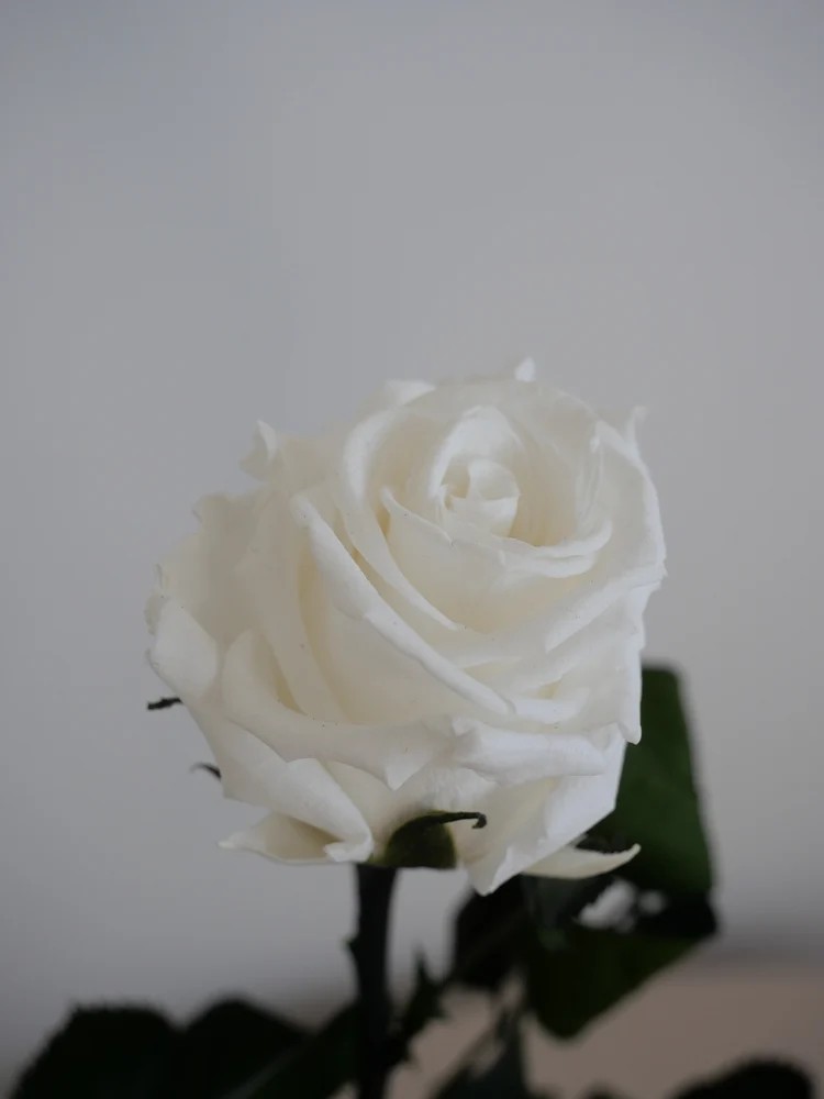 Rose blanche stabilisée