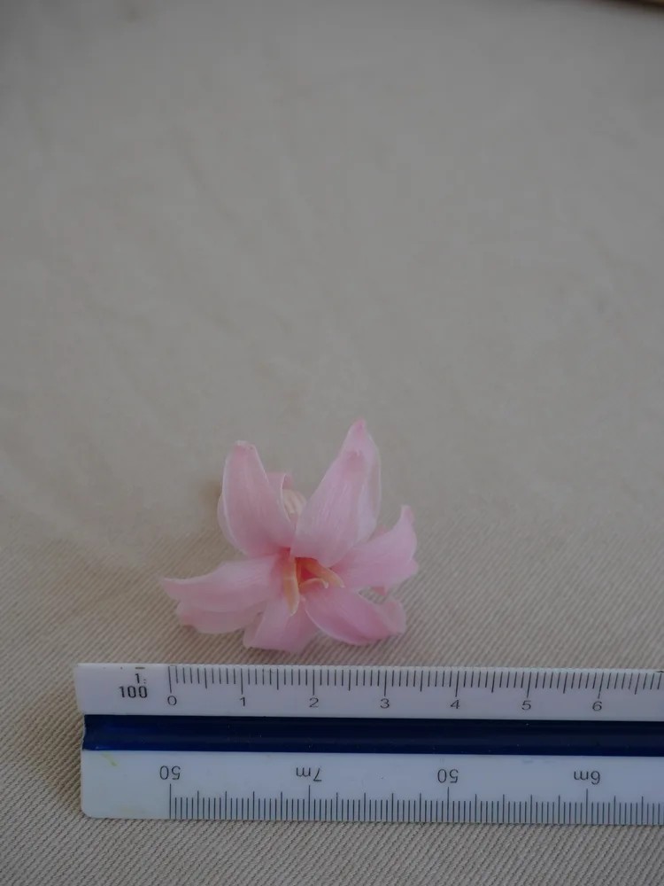 Tubéreuse rose stabilisée dimension