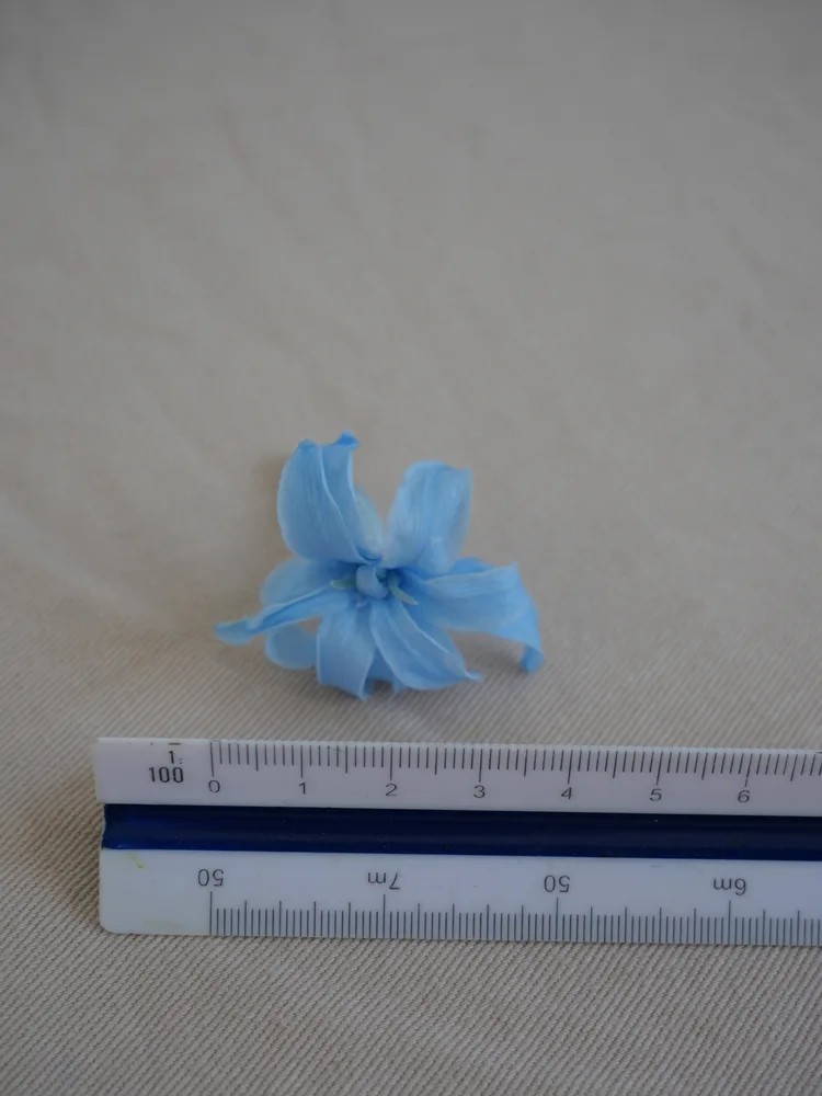 Tubéreuse bleu stabilisée dimension