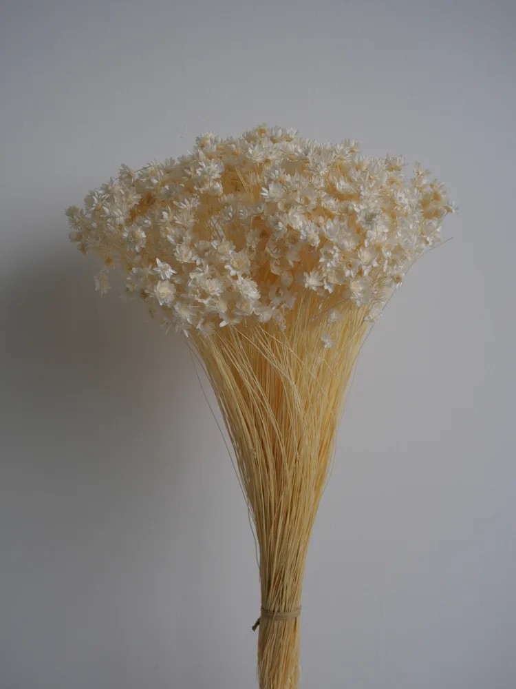 Glixia stabilisé blanc bouquet