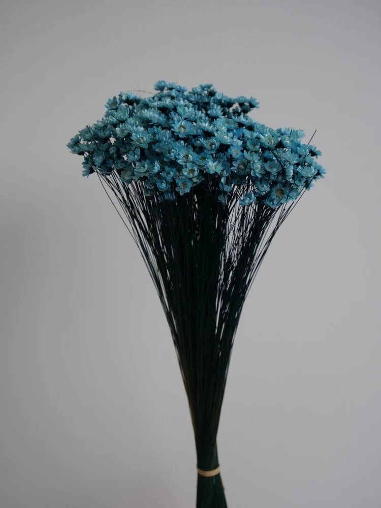 Glixia stabilisé bleu bouquet