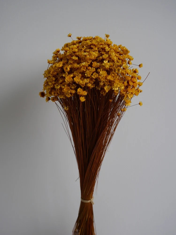 Glixia stabilisé jaune bouquet