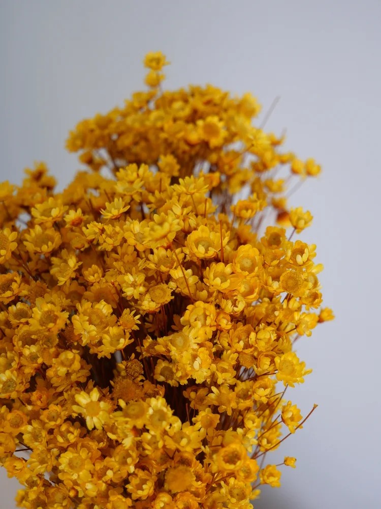 Glixia stabilisé jaune