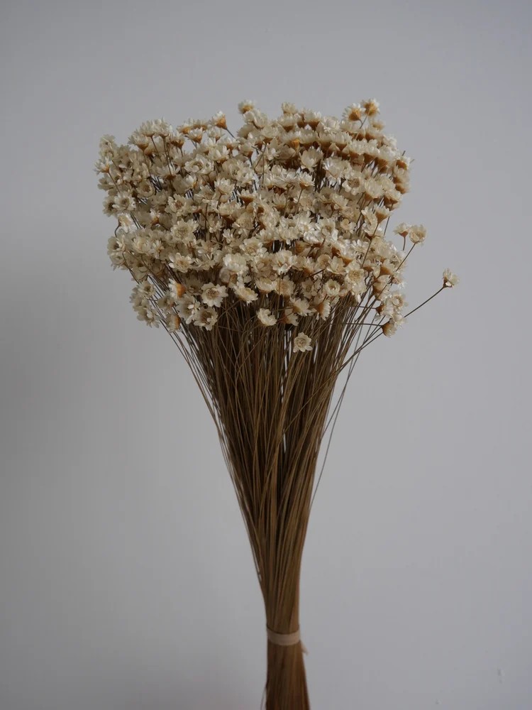 Glixia stabilisé naturel bouquet