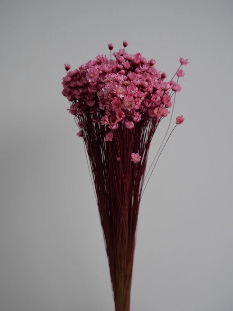 Glixia stabilisé rose bouquet