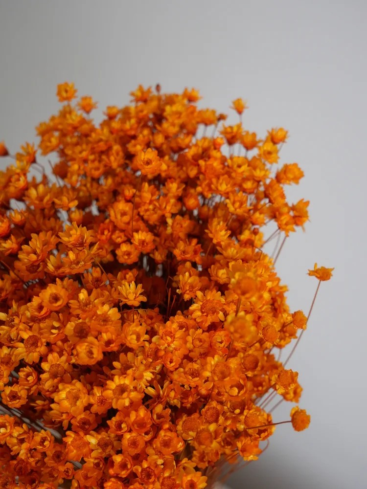Glixia stabilisé orange