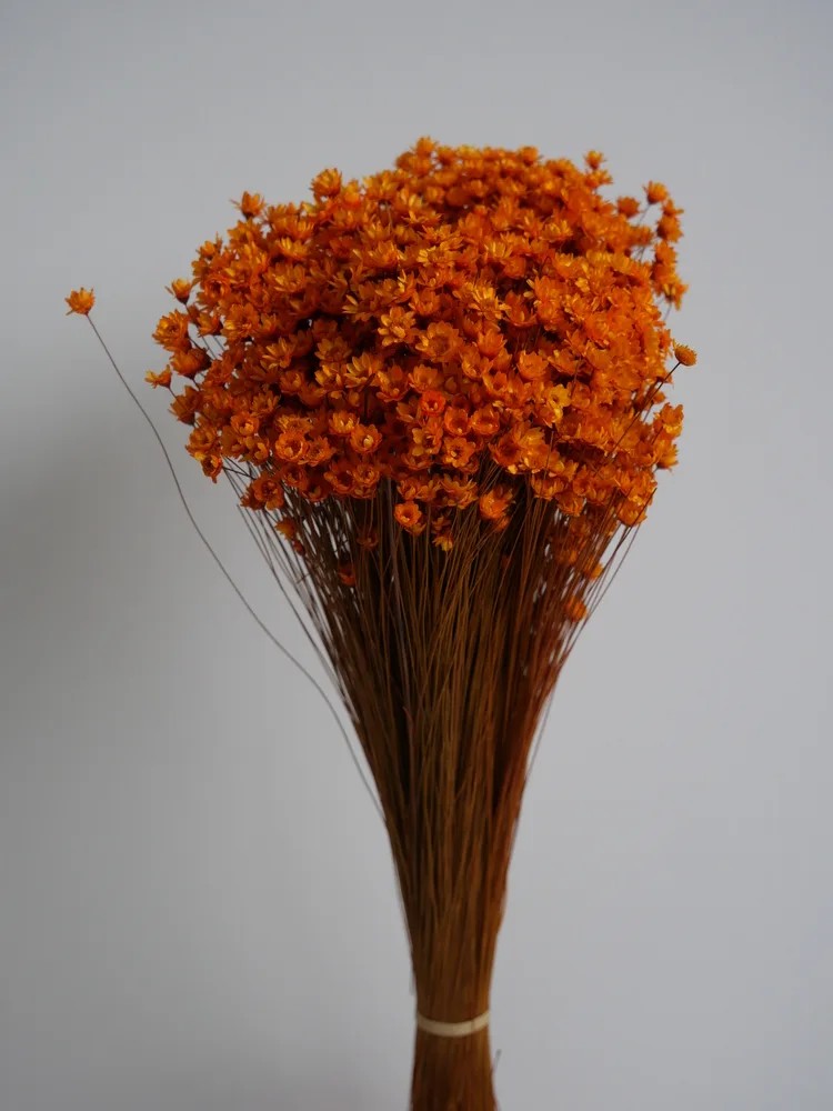 Glixia stabilisé orange bouquet