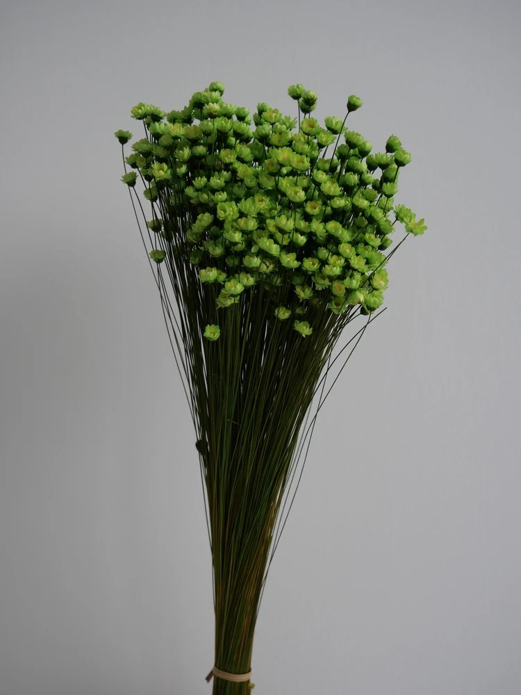 Glixia stabilisé vert bouquet