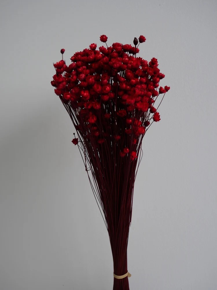 Glixia stabilisé rouge bouquet
