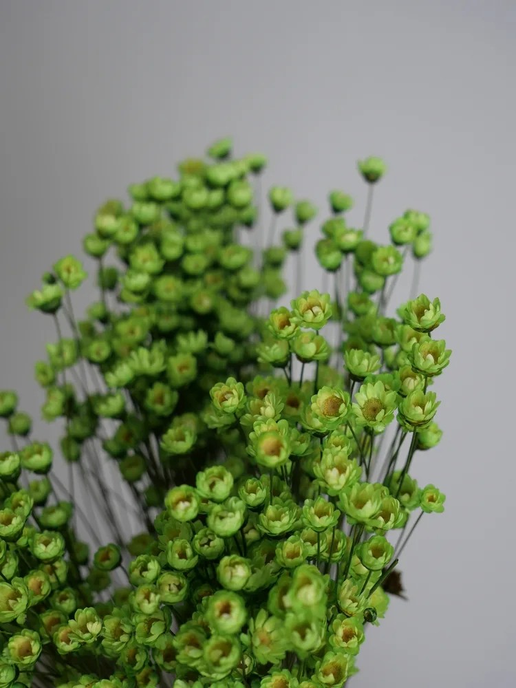 Glixia stabilisé vert