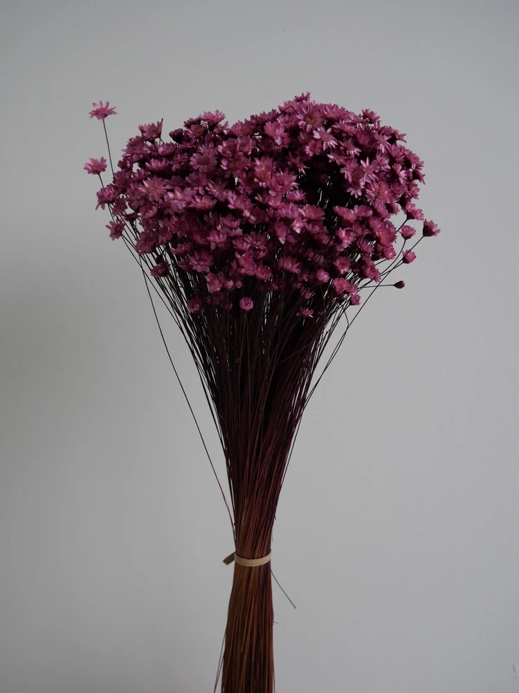 Glixia stabilisé violet