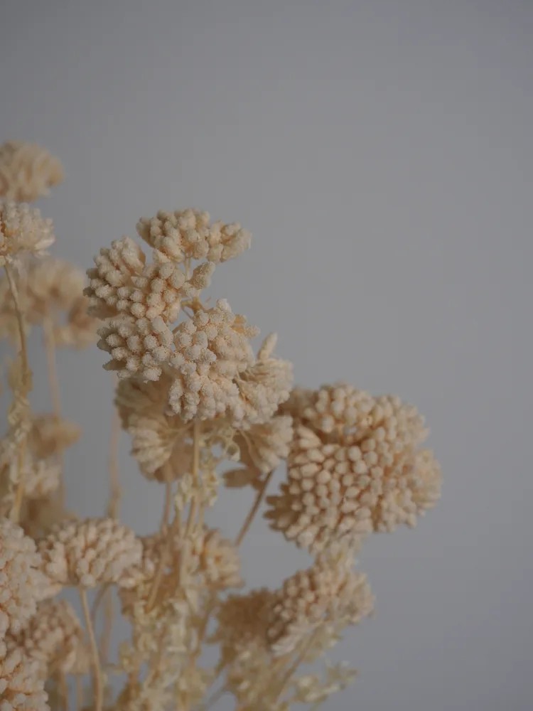 Achilea stabilisée blanche