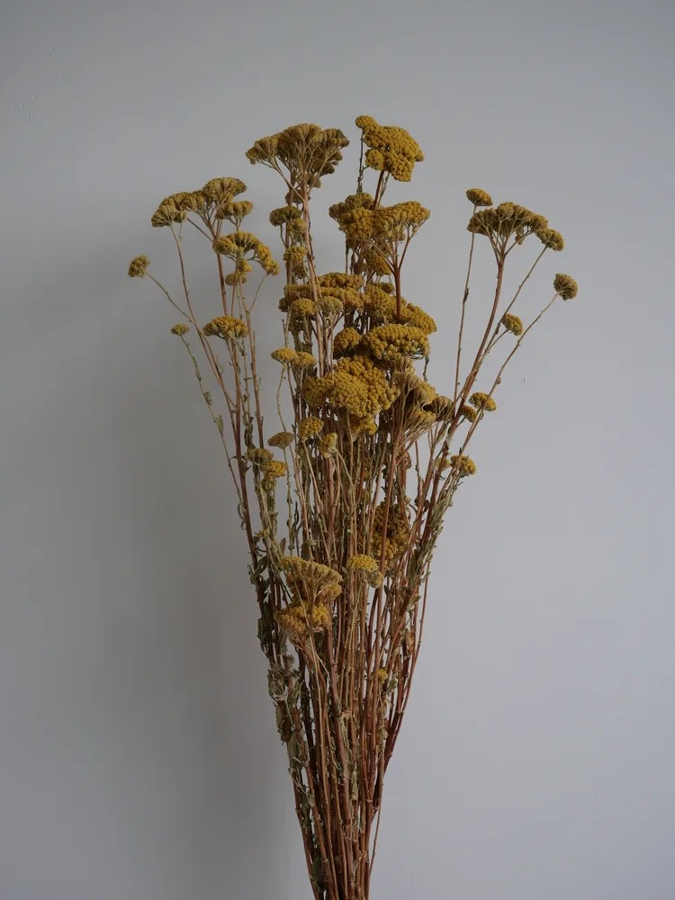 Achilea stabilisée jaune bouquet