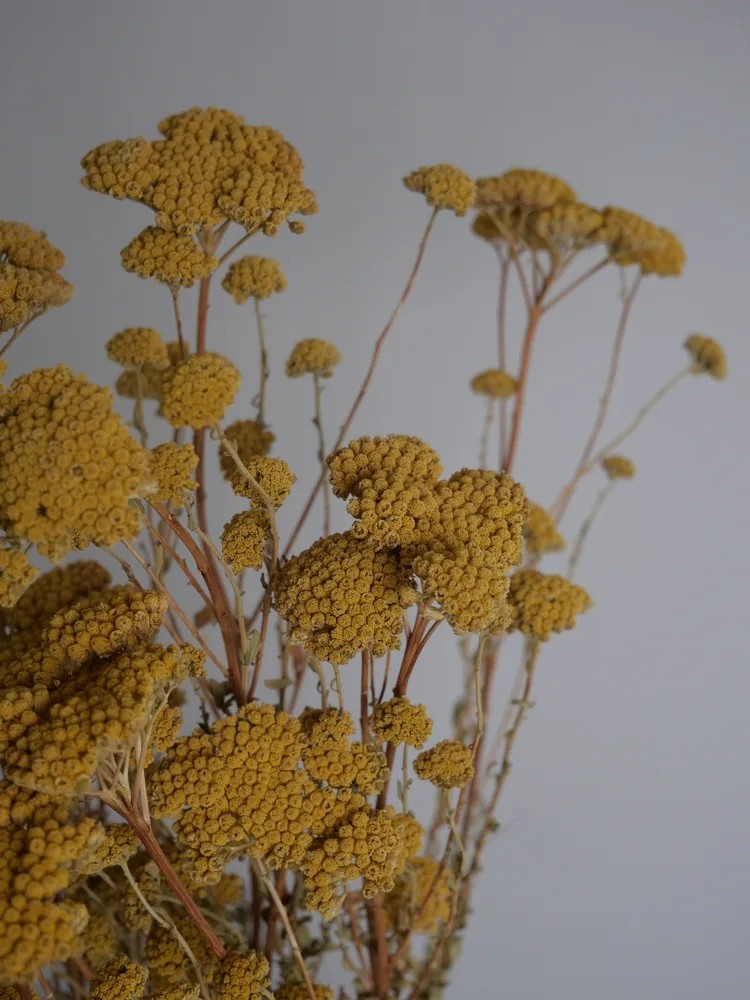Achilea stabilisée jaune détails