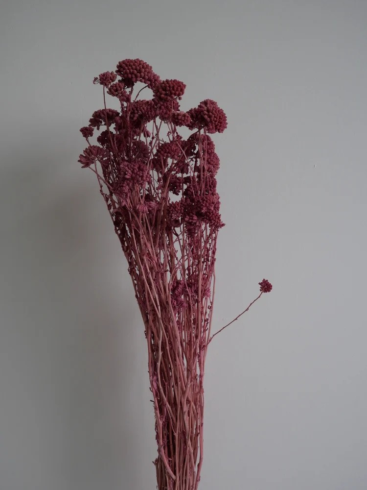 Achilea stabilisée rose