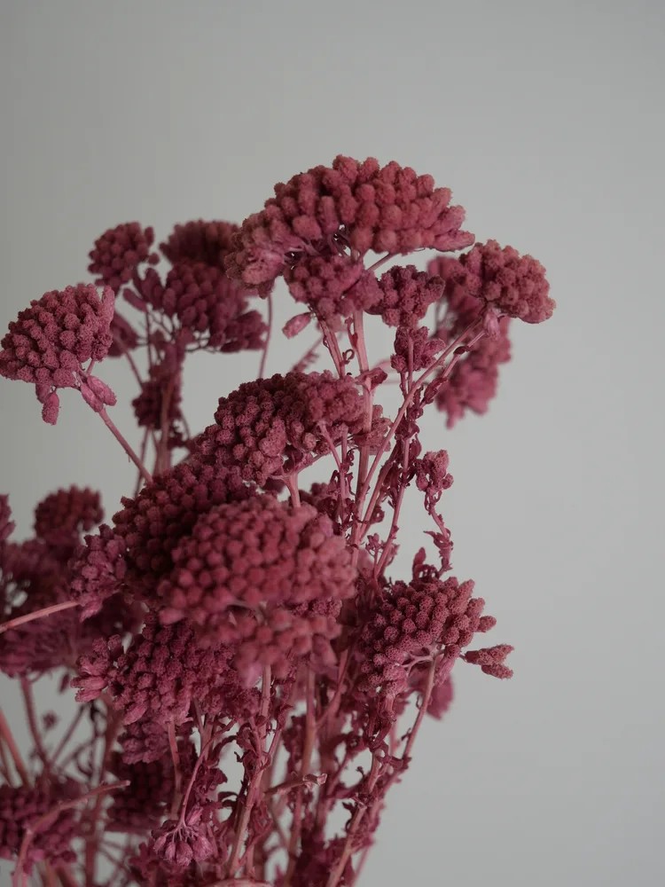 Achilea stabilisée rose détails