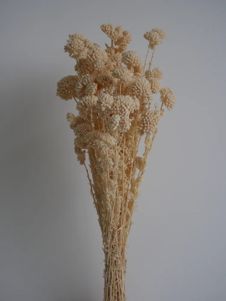 Achilea stabilisée blanche feuillage