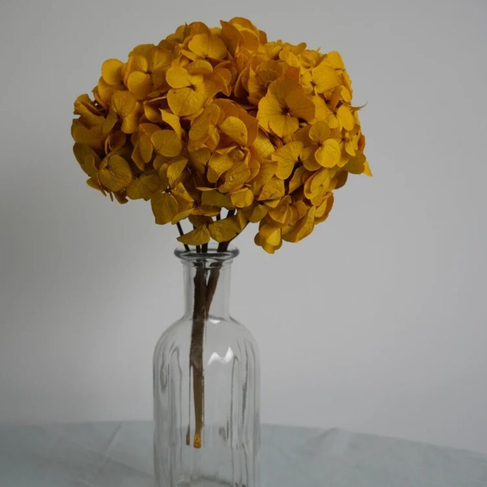 Hortensia Stabilisé fleur