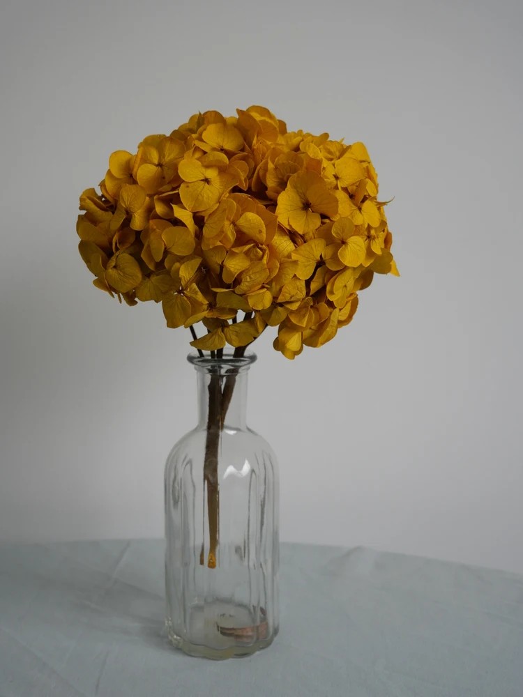 hortensia jaune stabilisé