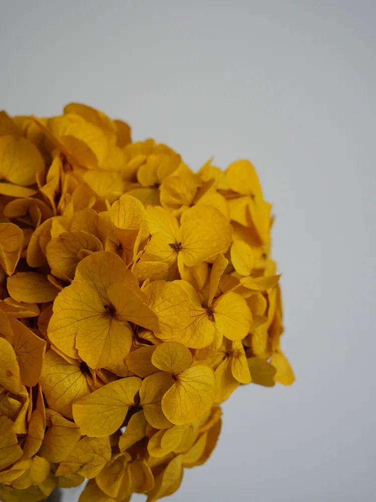 hortensia jaune stabilisé détails