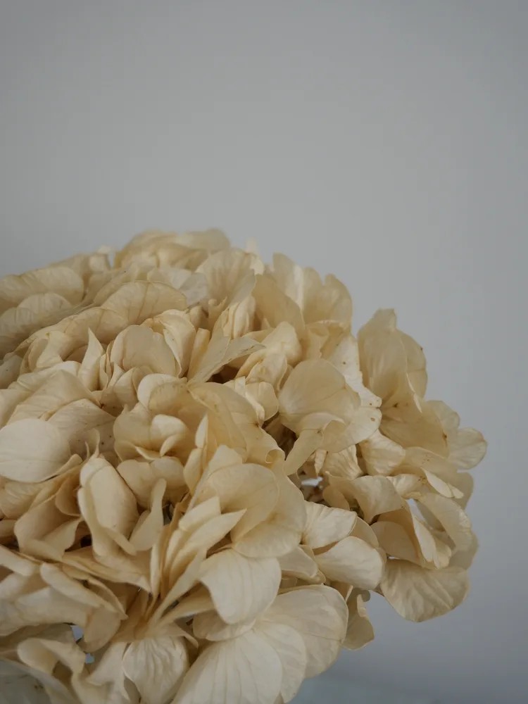 hortensia crème stabilisé détails tête