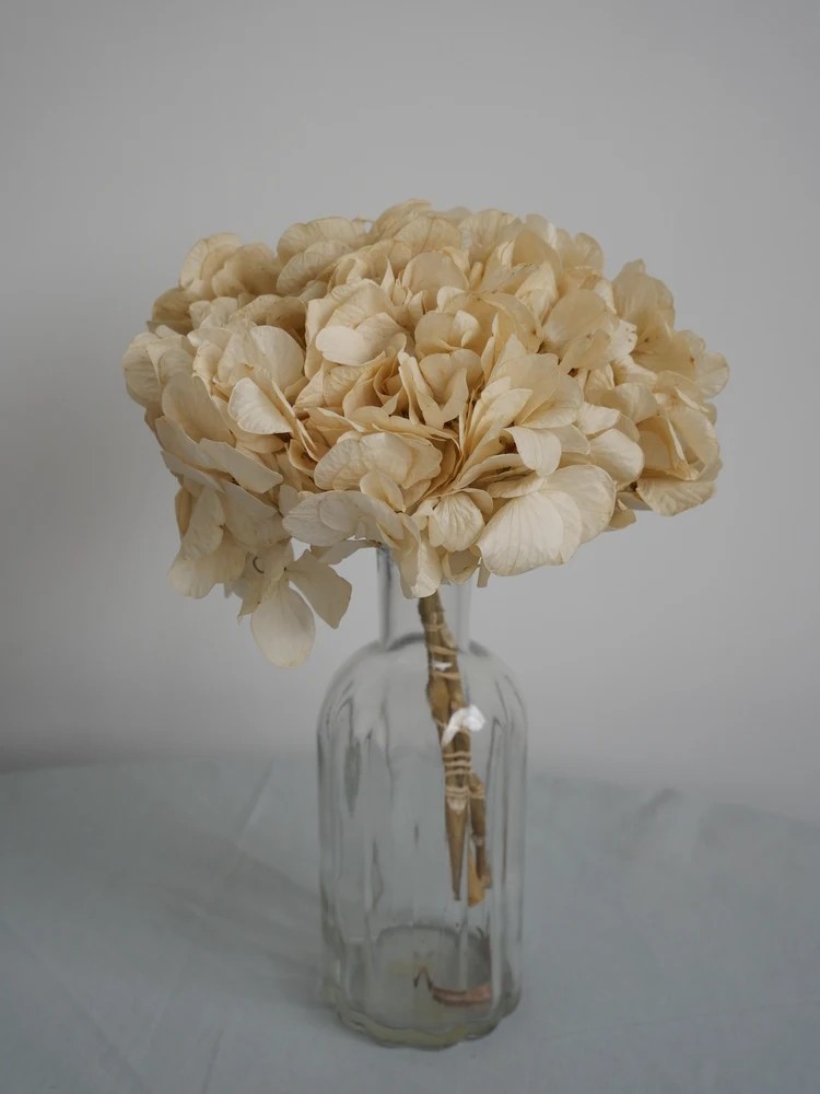 hortensia crème