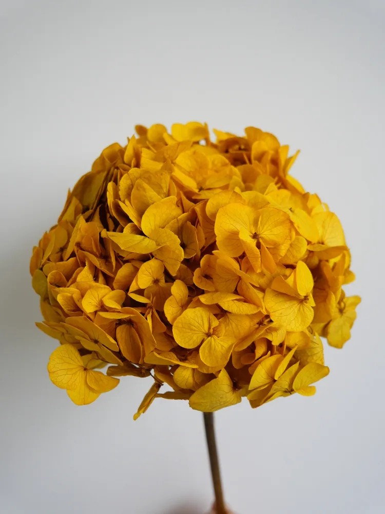 hortensia stabilisé jaune décoration