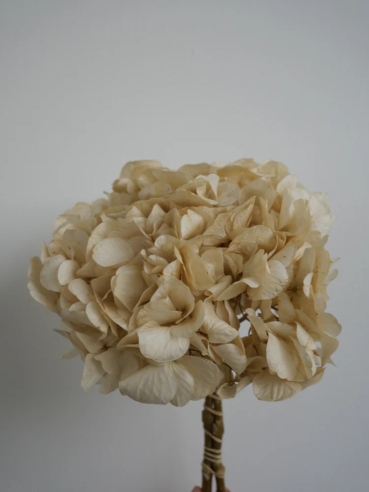 hortensia crème stabilisé