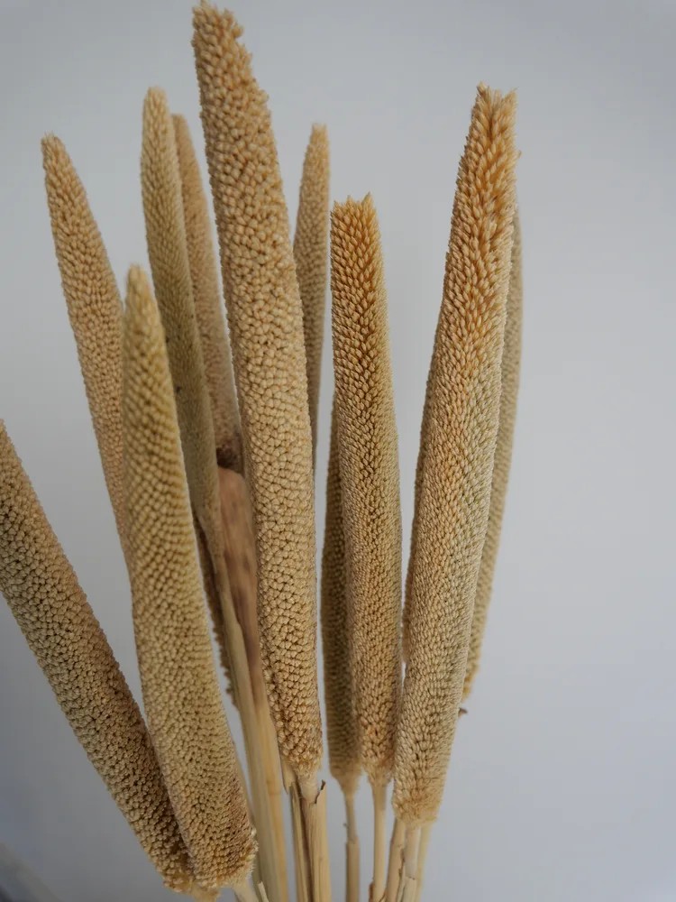 babala naturel détails