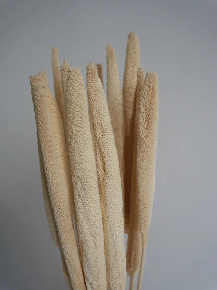 babala blanc stabilisé détails
