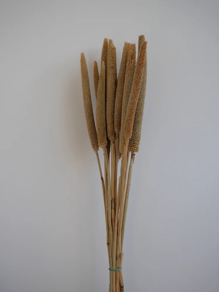 babala naturel stabilisé