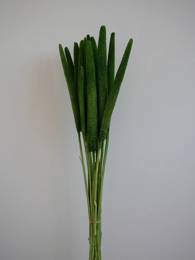 babala stabilisé vert