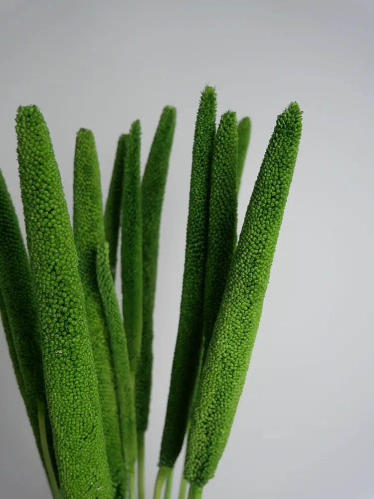 babala vert détails