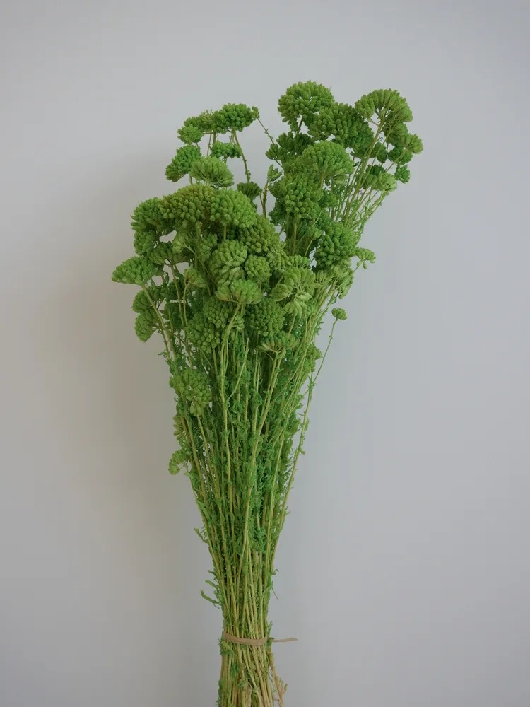 Achilea stabilisée vert bouquet