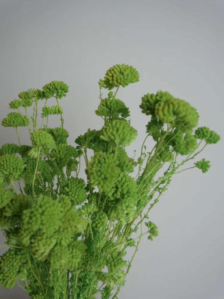 Achilea stabilisée vert