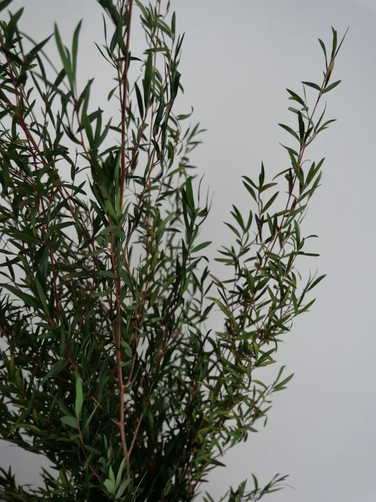 Lepto vert stabilisé