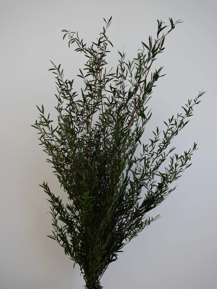 Lepto vert stabilisé