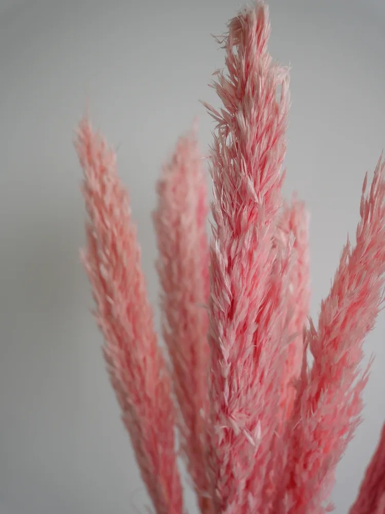 Plumero Silvestre Stabilisé rose détails