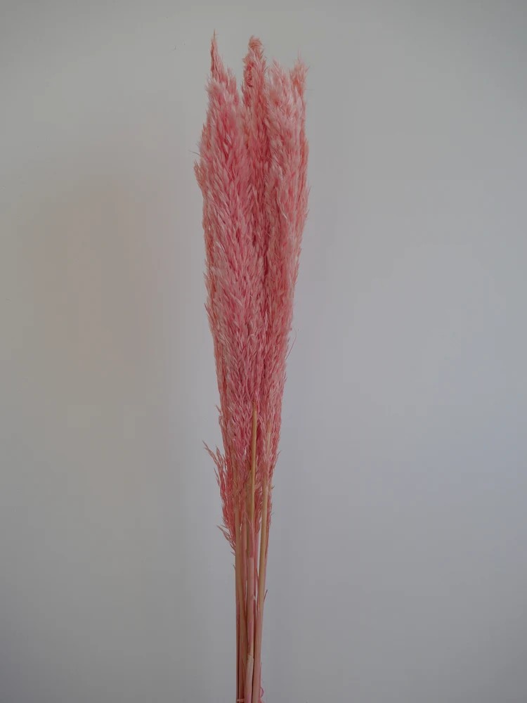 Plumero Silvestre Stabilisé rose