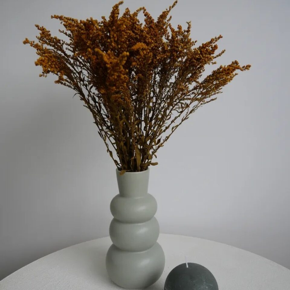Solidago Stabilisé