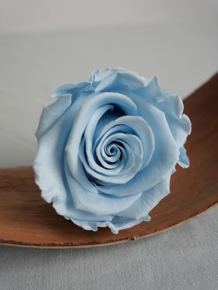 rose stabilisée bleu ciel
