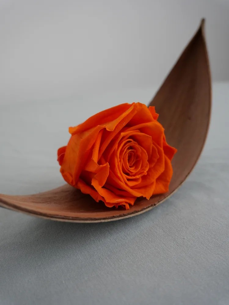 rose stabilisée orange