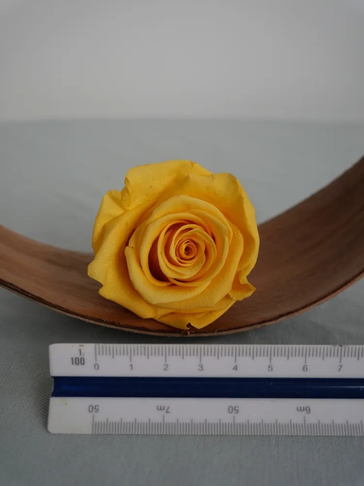 rose stabilisée jaune
