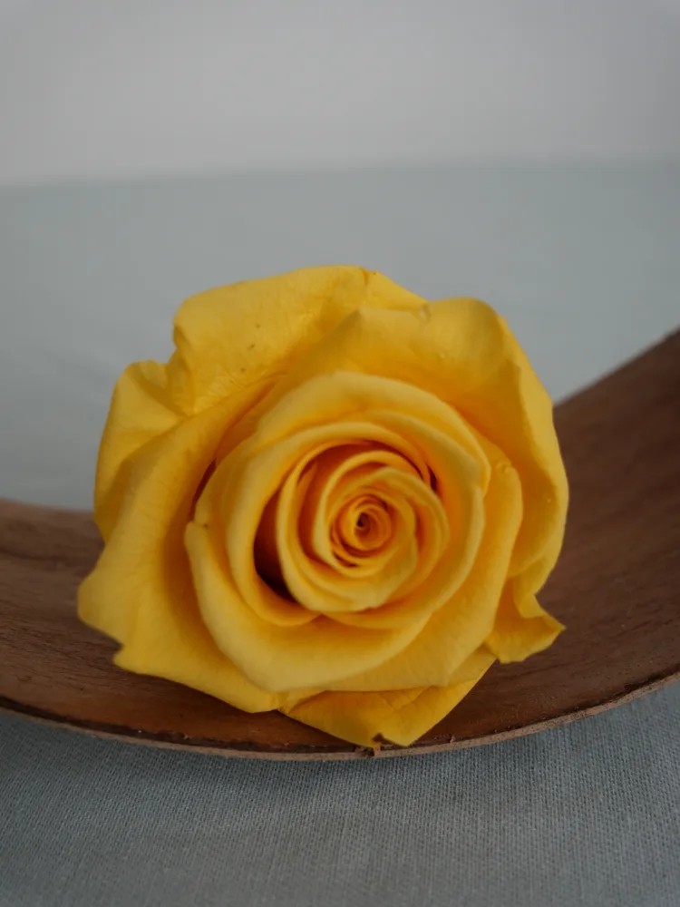 rose stabilisée jaune