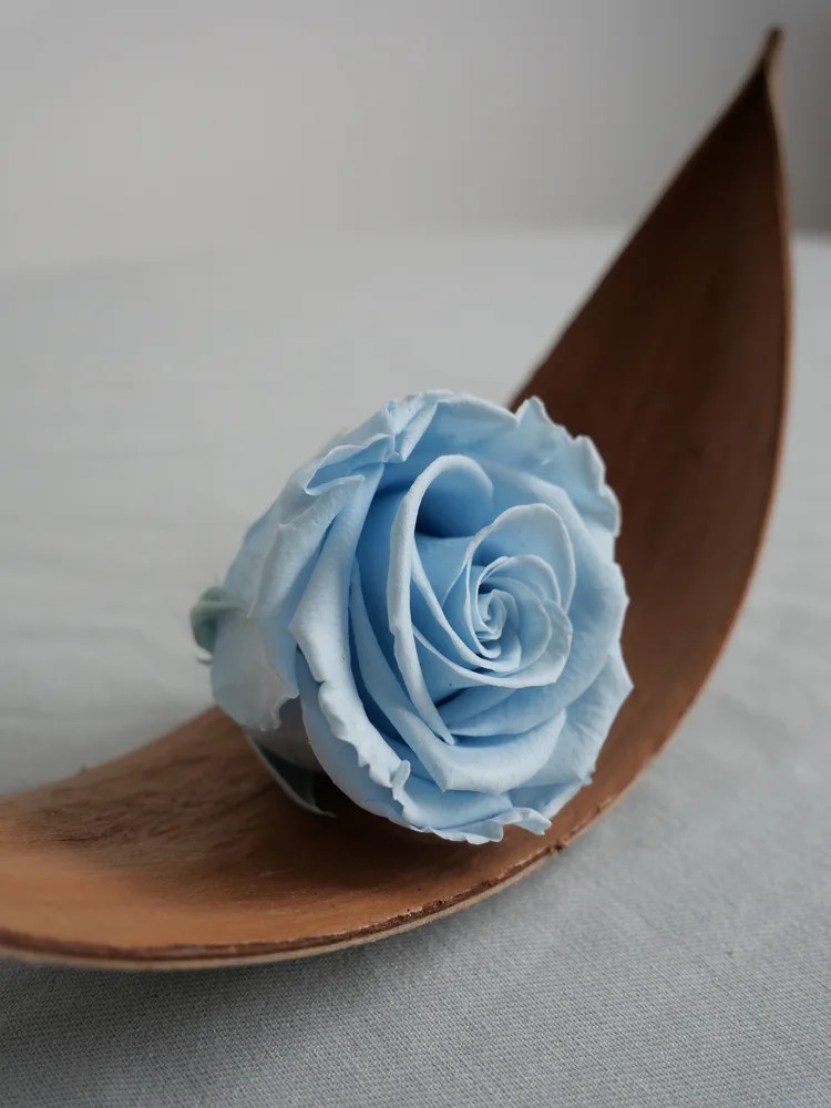rose stabilisée bleu ciel