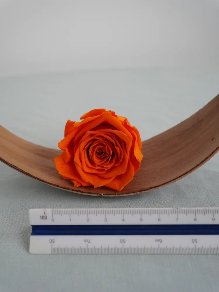 rose stabilisée orange
