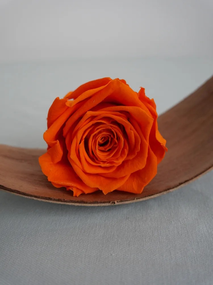 rose stabilisée orange