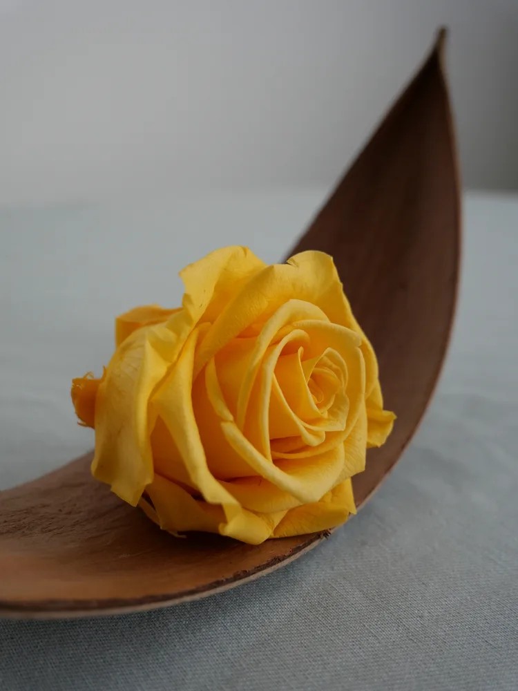 rose stabilisée jaune