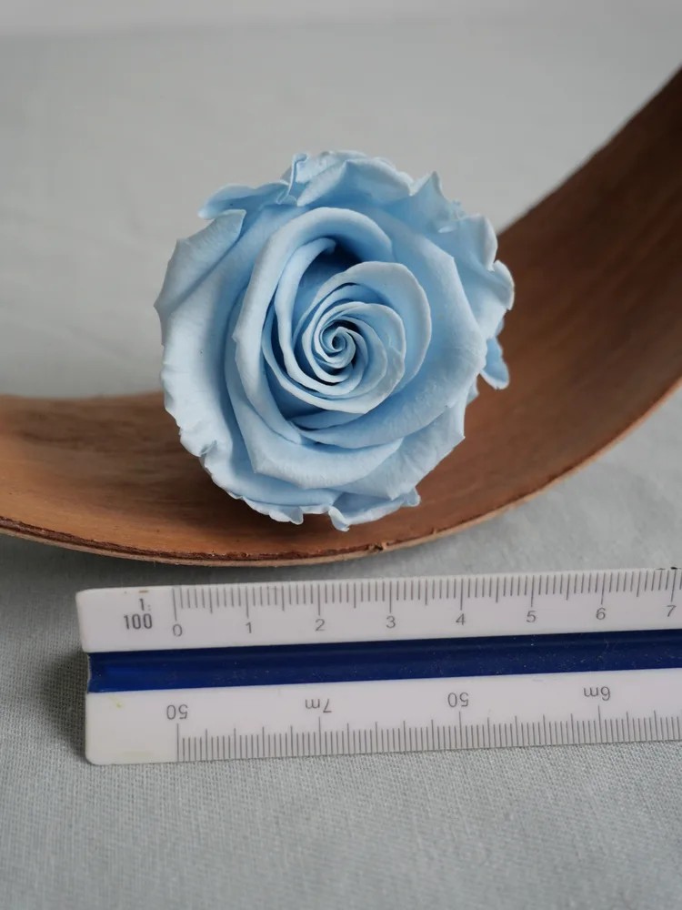 rose stabilisée bleu ciel