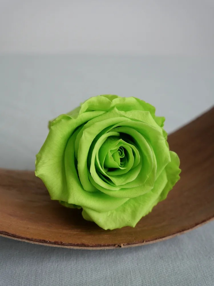 rose stabilisée vert